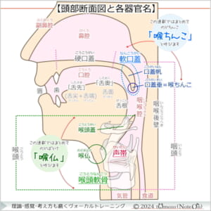 » 第18回：声帯を閉じる筋力UP【“抜ける“歌声の改善法 part1/9】