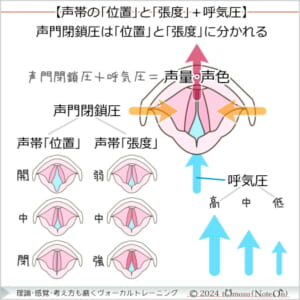 » 第36回：“弱く閉じる？ 強く開く？” 声門閉鎖の「位置と強度」で完全無欠なコントロールを！