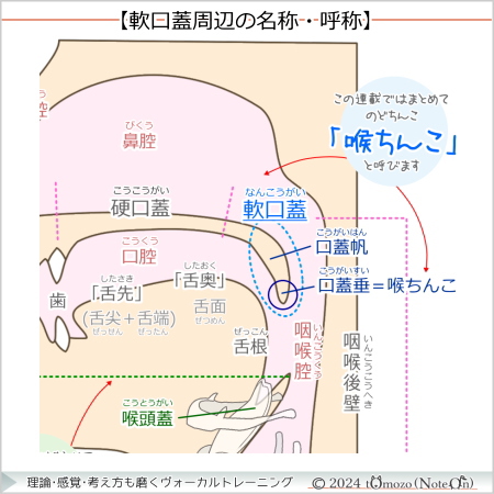 【軟口蓋周辺の名称・呼称】