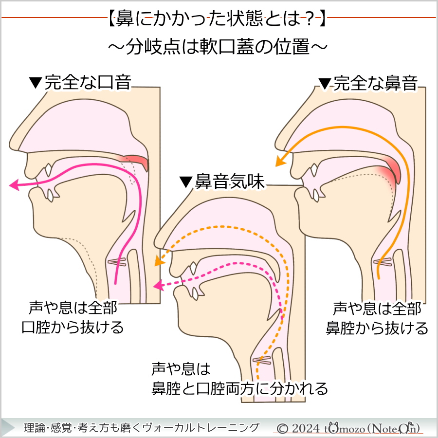 【鼻音とは？：軟口蓋が分岐点】