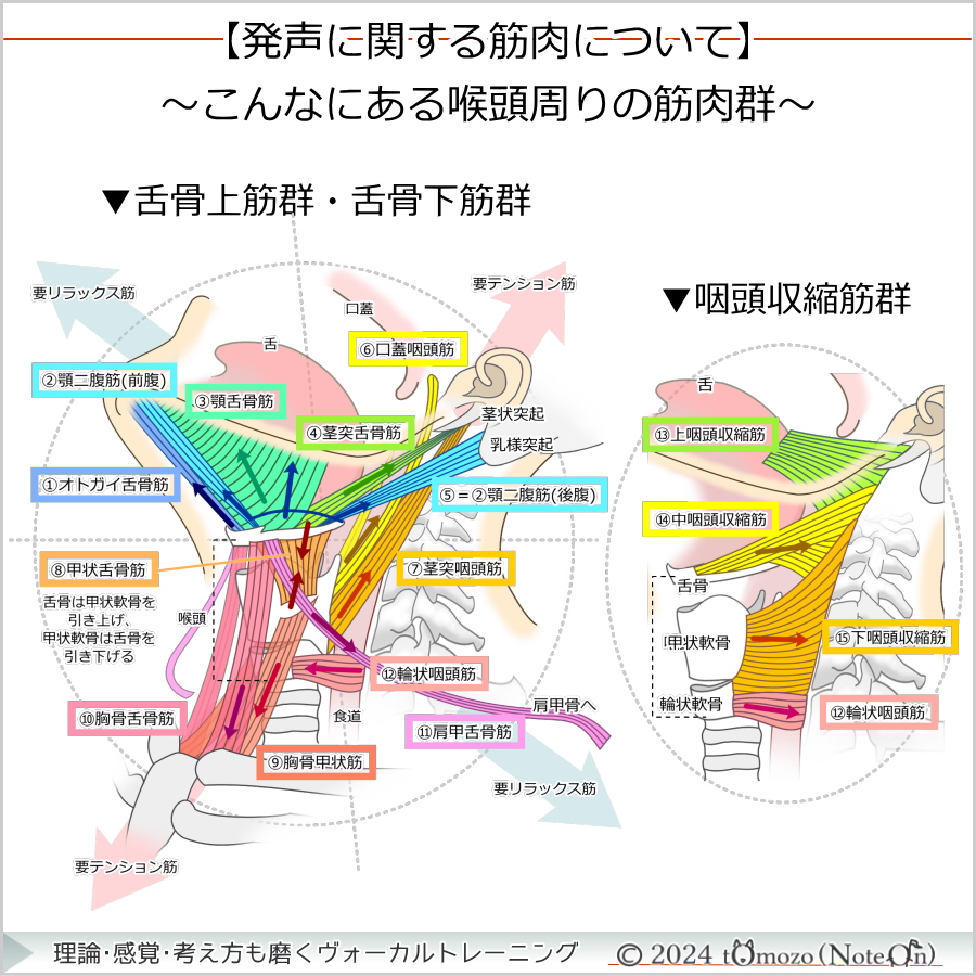 【こんなにある！喉頭周りの筋肉群】