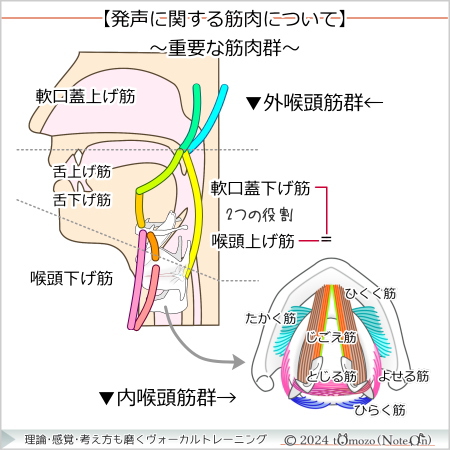 【発声に重要な筋肉群】