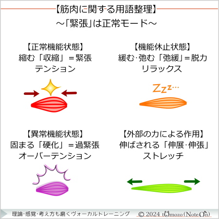 【筋肉の作用に関する用語整理】