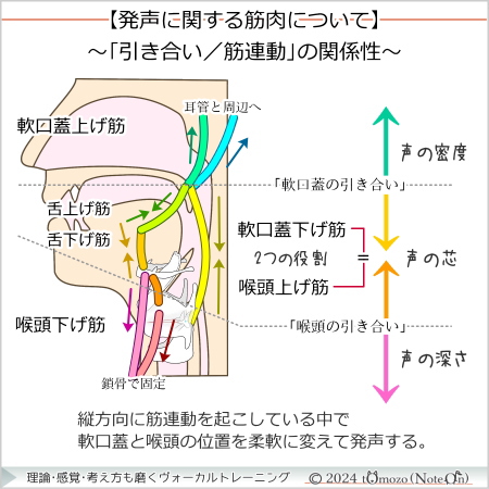 【「引き合い／筋連動」の関係性】