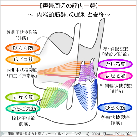 【「内喉頭筋群」の通称と愛称】